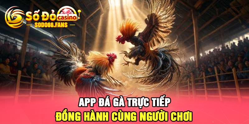 App đá gà trực tiếp Sodo - Đồng hành cùng người chơi