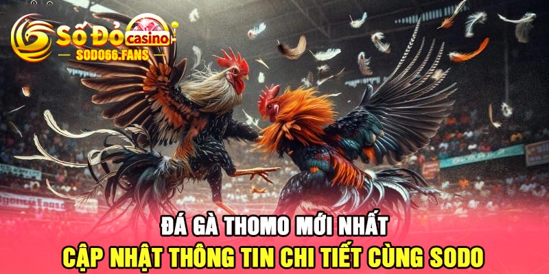 Đá gà Thomo mới nhất - Cập nhật thông tin chi tiết cùng Sodo