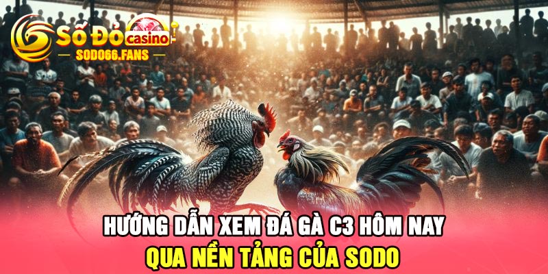 Hướng dẫn xem đá gà C3 hôm nay qua nền tảng của Sodo