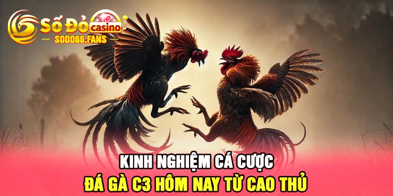 Kinh nghiệm cá cược đá gà C3 hôm nay từ cao thủ