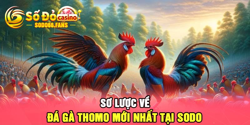 Sơ lược về đá gà Thomo mới nhất tại Sodo